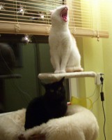 /album/fotogalerie-miezekatzen/a100-2863-2-jpg/